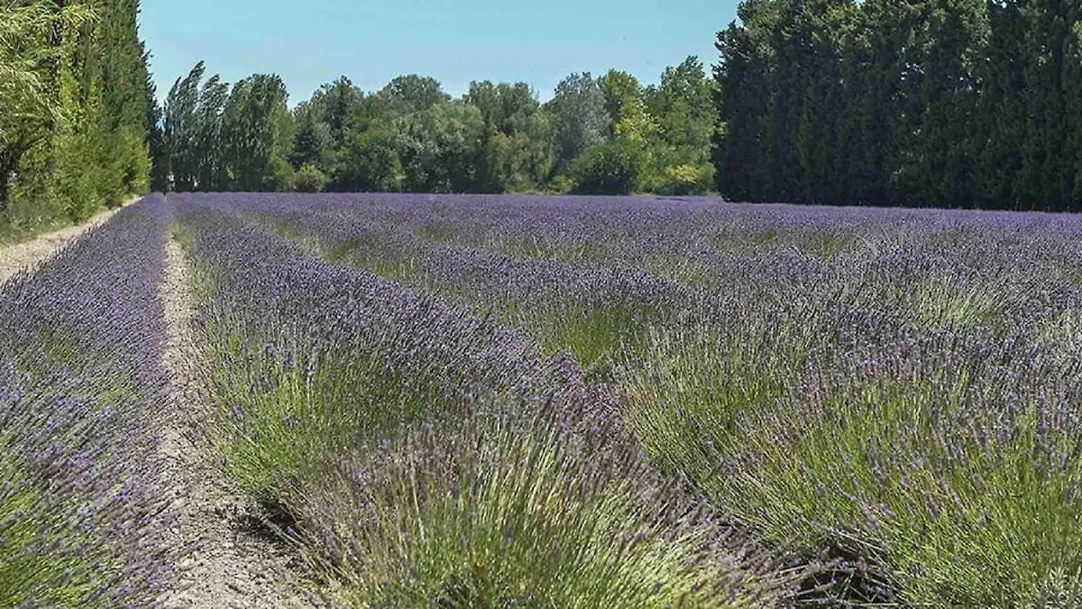 Casa Luma Villa Saint-Saturnin-les-Avignon